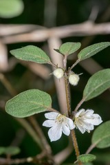 Teucrium parvifolium
