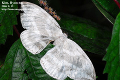 Cyclidia substigmaria