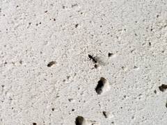 Nylanderia bourbonica