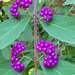 Beautyberry - Photo (c) John Boggan, some rights reserved (CC BY-NC), uploaded by John Boggan