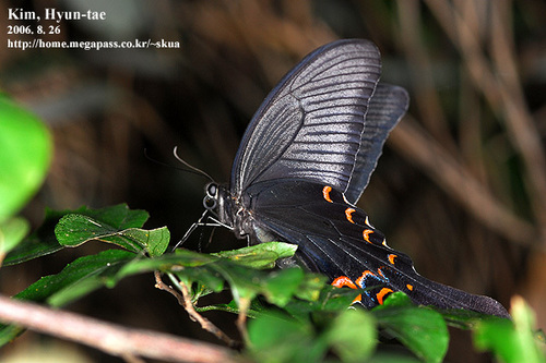 Long-tail Spangle Swallowtail