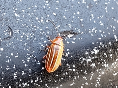 Disonycha conjugata