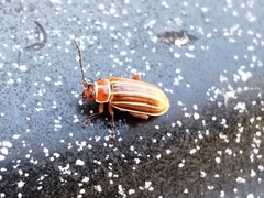 Disonycha conjugata