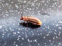 Disonycha conjugata