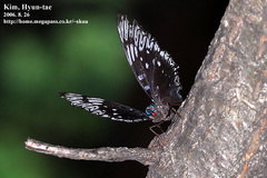 Dichorragia nesimachus