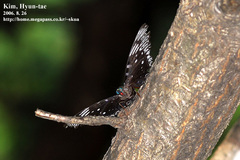 Dichorragia nesimachus