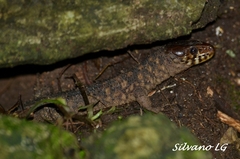 Lepidophyma flavimaculatum