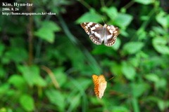 Argynnis sagana