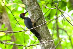 Ashy Woodpecker photo 2