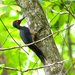 Large Asian Woodpeckers - Photo (c) Francesco Veronesi, some rights reserved (CC BY-NC-SA)