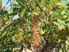 Alvaradoa amorphoides