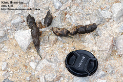 Prionailurus bengalensis