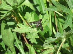 Exoprosopa dorcadion