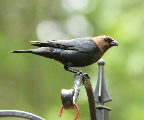 Brown-headed Cowbird photographed in Arkansas