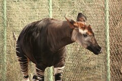 Okapi photo 4