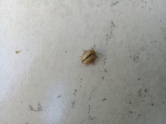 Leptinotarsa defecta