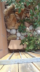 Canis latrans