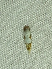 Mompha circumscriptella