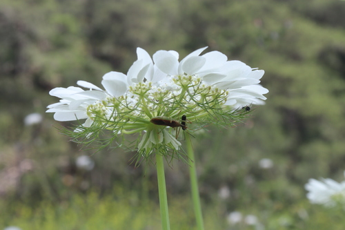 Image of Artedia squamata by (c) Edmundas Greimas, some rights reserved (CC BY)