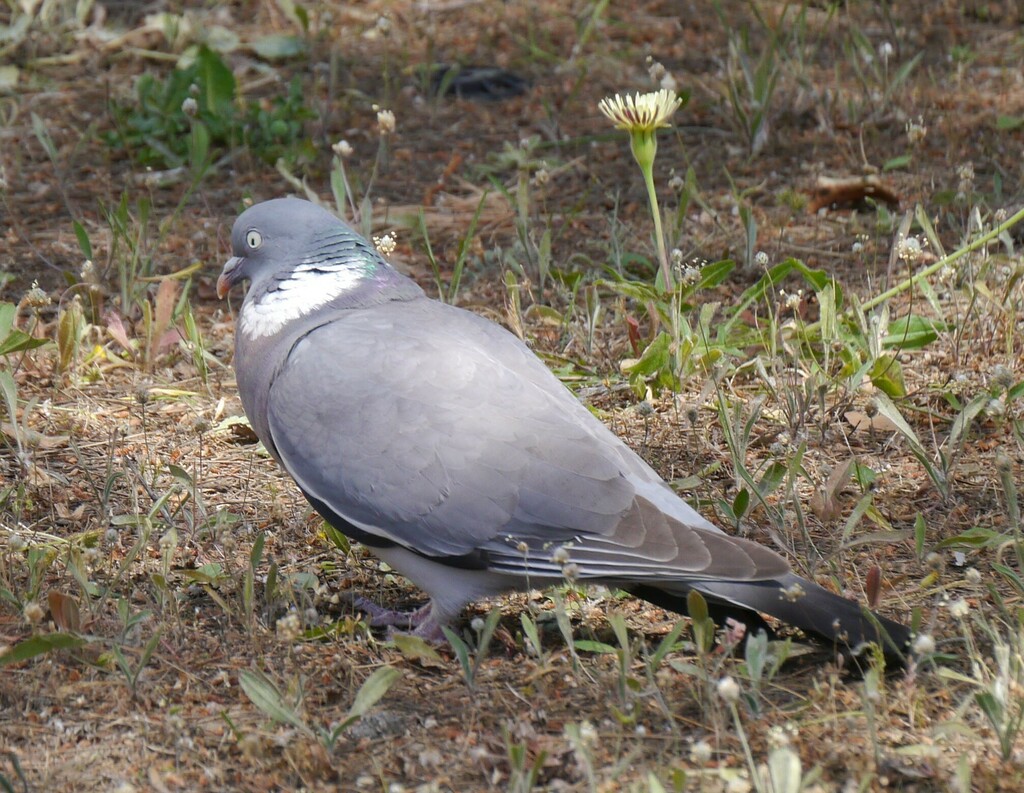 Common Wood-Pigeon from Son Espanyol, Palma, Islas Baleares, España on ...