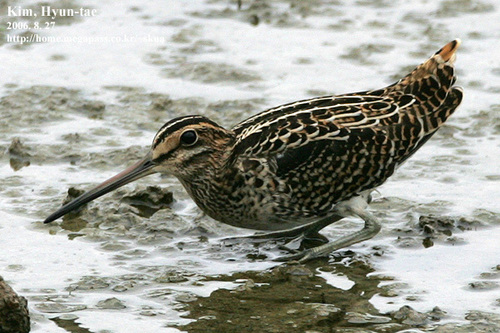 Gallinago megala