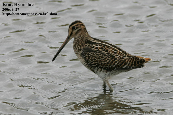 Swinhoe's Snipe