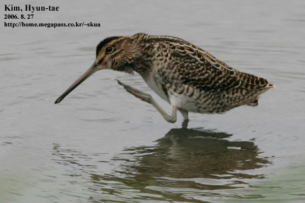 Swinhoe's Snipe