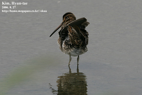 Swinhoe's Snipe