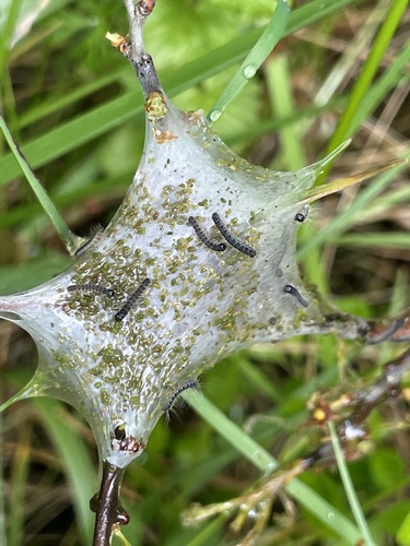 Eriogaster lanestris
