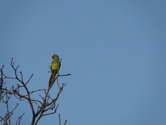 Eupsittula aurea