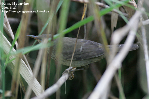 Middendorff's Grasshopper Warbler