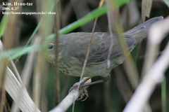 Helopsaltes ochotensis