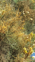 Cuscuta californica