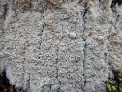 Lecanora caesiorubella