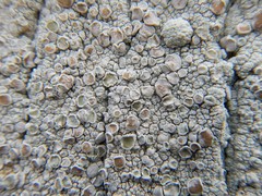 Lecanora caesiorubella