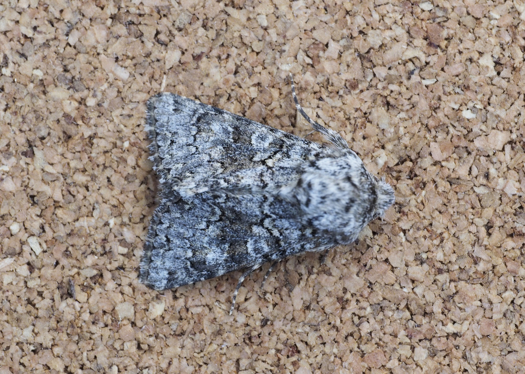 Hecatera weissi