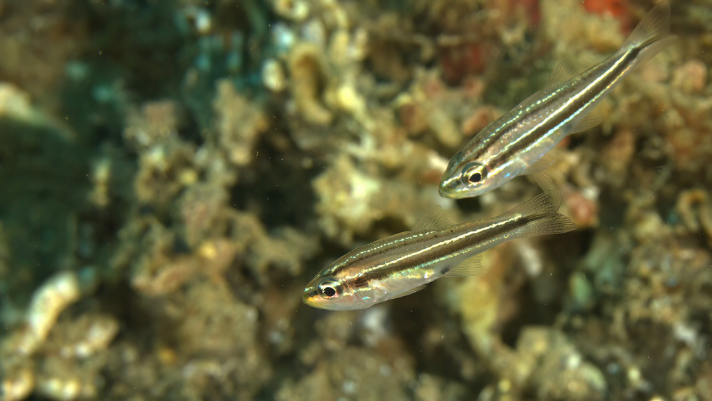 Photo of Rifle cardinalfish (Apogon kiensis)