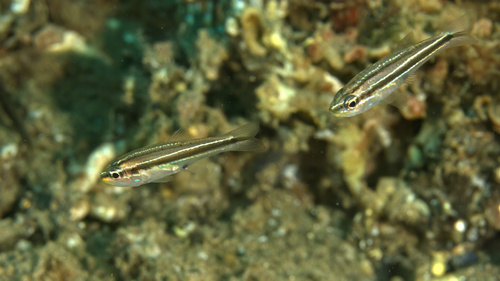 Photo of Rifle cardinalfish (Apogon kiensis)
