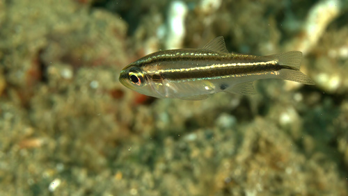 Photo of Rifle cardinalfish (Apogon kiensis)