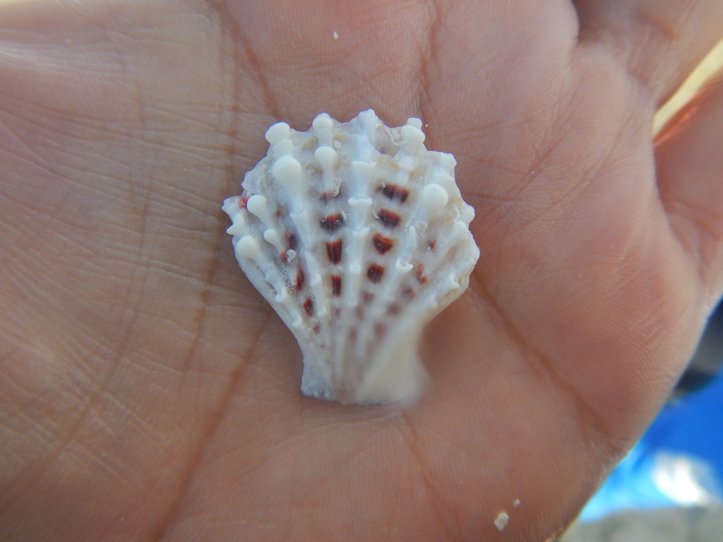 Knobby Scallop