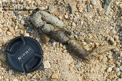 Nyctereutes procyonoides