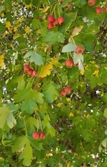 Crataegus