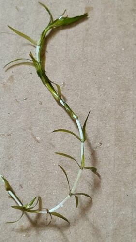 Elodea callitrichoides observed 2023-05-05
