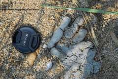 Nyctereutes procyonoides