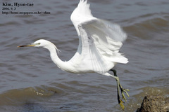Egretta eulophotes