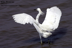 Egretta eulophotes