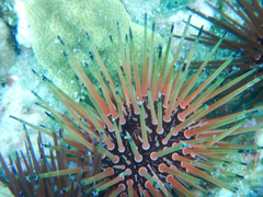 Echinometra viridis image