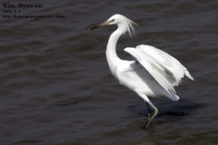 Egretta eulophotes