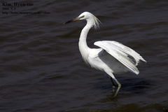 Egretta eulophotes