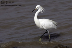 Egretta eulophotes